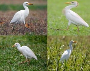 مجلة الجميلات والشرق