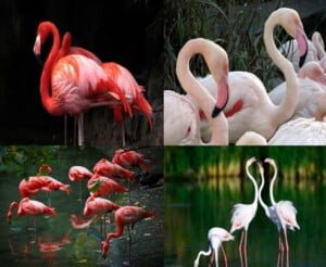 مجلة الجميلات والشرق