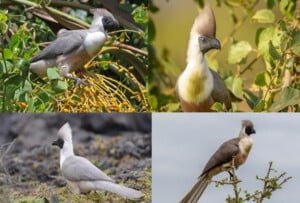 مجلة الجميلات والشرق