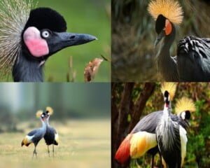 مجلة الجميلات والشرق