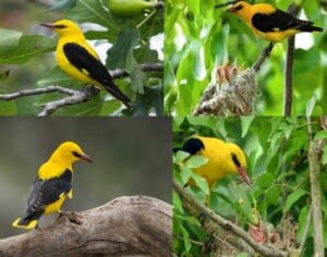 مجلة الجميلات والشرق