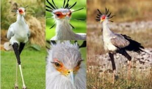 مجلة الجميلات والشرق