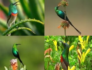 مجلة الجميلات والشرق