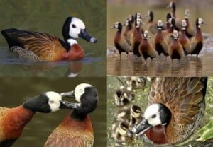 مجلة الجميلات والشرق