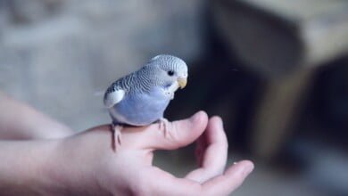 مجلة الجميلات والشرق